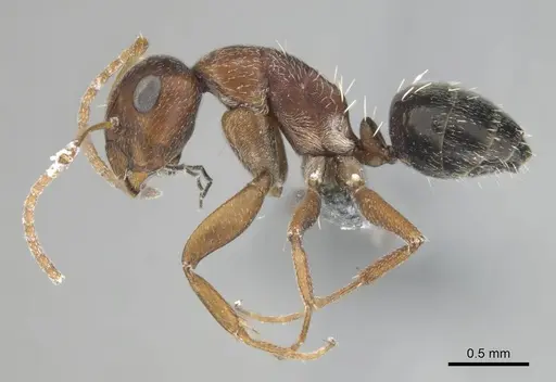 Camponotus robecchii specimen CASENT0814446 image casent0814446_4