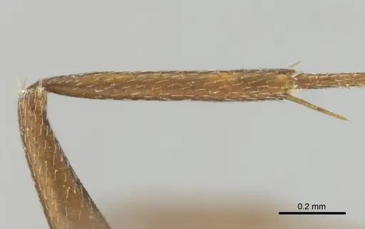 Camponotus robecchii specimen CASENT0814446 image casent0814446_5