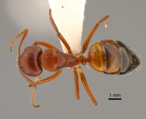 Camponotus robecchii specimen CASENT0882210 image casent0882210_1