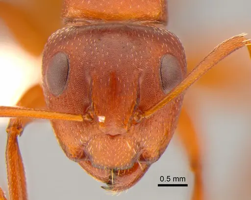 Camponotus robecchii specimen CASENT0882210 image casent0882210_2