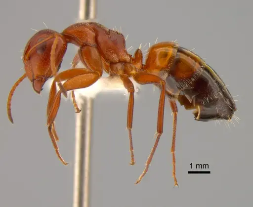 Camponotus robecchii specimen CASENT0882210 image casent0882210_3