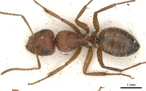 Camponotus robecchii specimen CASENT0903487 image casent0903487_1