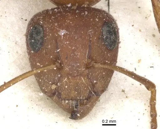 Camponotus robecchii specimen CASENT0903487 image casent0903487_2