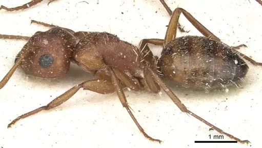 Camponotus robecchii specimen CASENT0903487 image casent0903487_3