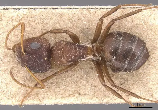 Camponotus robecchii specimen CASENT0905426 image casent0905426_1