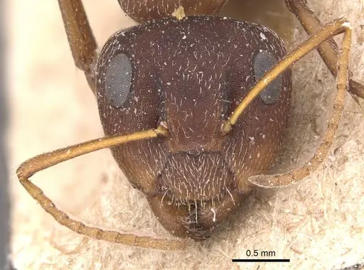 Camponotus robecchii specimen CASENT0905426 image casent0905426_2