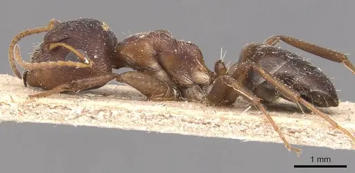 Camponotus robecchii specimen CASENT0905426 image casent0905426_3