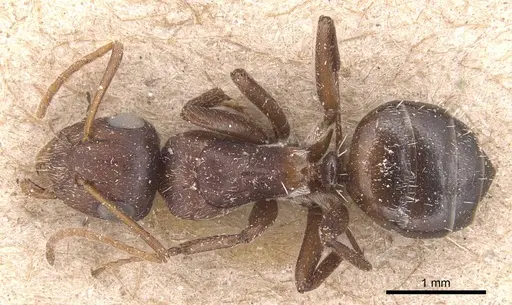 Camponotus robecchii specimen CASENT0905427 image casent0905427_1