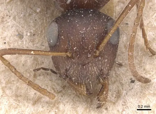 Camponotus robecchii specimen CASENT0905427 image casent0905427_2