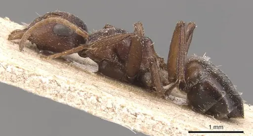 Camponotus robecchii specimen CASENT0905427 image casent0905427_3