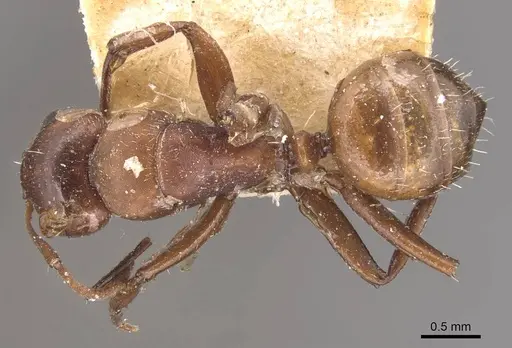 Camponotus robecchii specimen CASENT0905431 image casent0905431_1