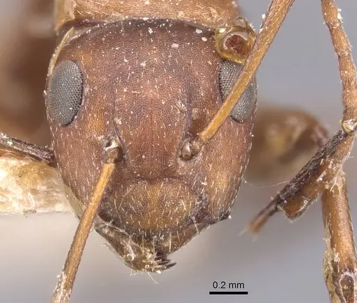 Camponotus robecchii specimen CASENT0905431 image casent0905431_2