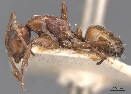 Camponotus robecchii specimen CASENT0905431 image casent0905431_3