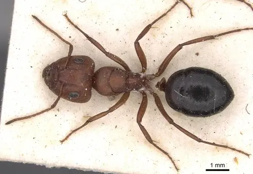 Camponotus robecchii specimen CASENT0906867 image casent0906867_1