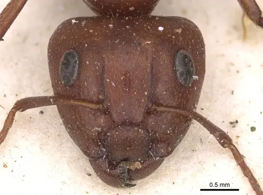 Camponotus robecchii specimen CASENT0906867 image casent0906867_2