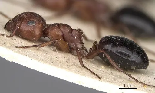 Camponotus robecchii specimen CASENT0906867 image casent0906867_3