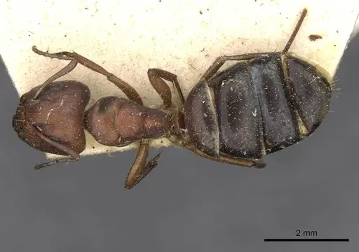 Camponotus robecchii specimen CASENT0910498 image casent0910498_1
