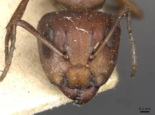 Camponotus robecchii specimen CASENT0910498 image casent0910498_2
