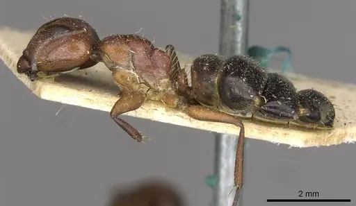 Camponotus robecchii specimen CASENT0910498 image casent0910498_3