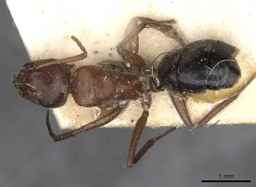 Camponotus robecchii specimen CASENT0910499 image casent0910499_1