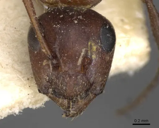 Camponotus robecchii specimen CASENT0910499 image casent0910499_2