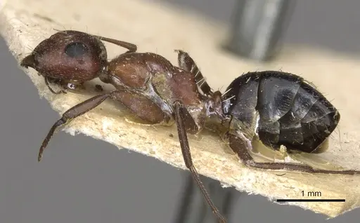 Camponotus robecchii specimen CASENT0910499 image casent0910499_3
