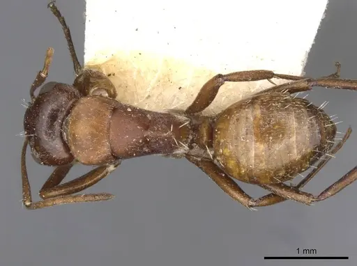 Camponotus robecchii specimen CASENT0910500 image casent0910500_1