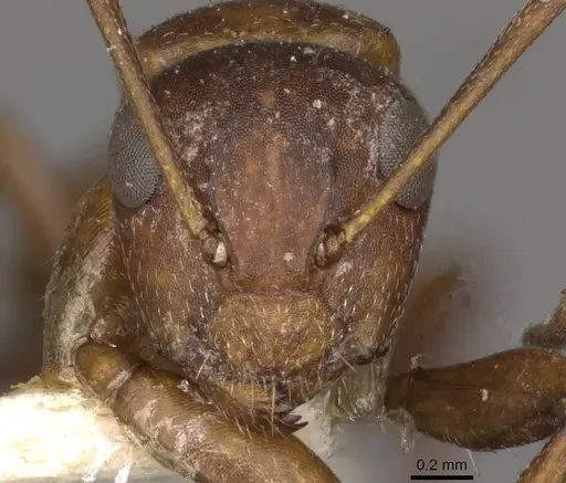 Camponotus robecchii specimen CASENT0910500 image casent0910500_2