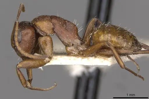 Camponotus robecchii specimen CASENT0910500 image casent0910500_3