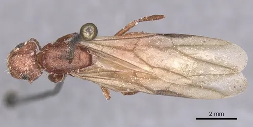 Camponotus robecchii specimen CASENT0911857 image casent0911857_1