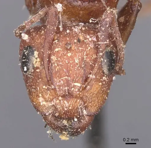 Camponotus robecchii specimen CASENT0911857 image casent0911857_2