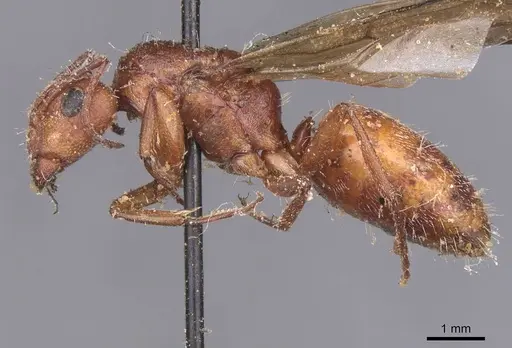 Camponotus robecchii specimen CASENT0911857 image casent0911857_3