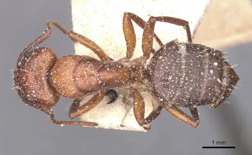 Camponotus robecchii specimen CASENT0911858 image casent0911858_1