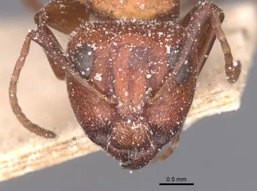 Camponotus robecchii specimen CASENT0911858 image casent0911858_2