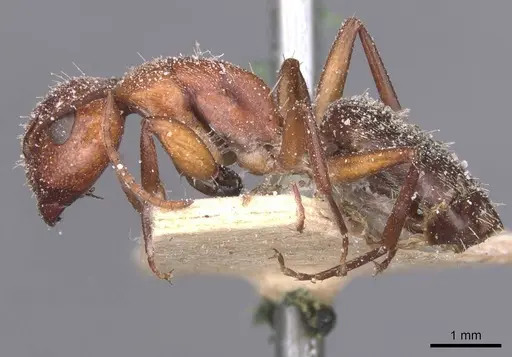 Camponotus robecchii specimen CASENT0911858 image casent0911858_3