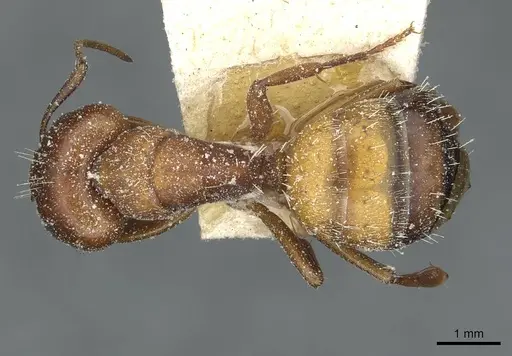 Camponotus robecchii specimen CASENT0911859 image casent0911859_1