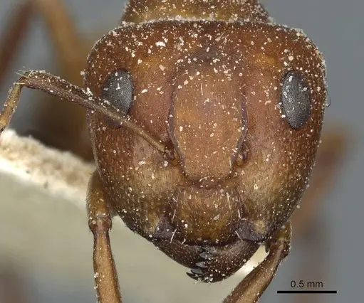 Camponotus robecchii specimen CASENT0911859 image casent0911859_2