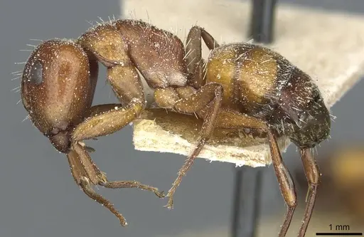 Camponotus robecchii specimen CASENT0911859 image casent0911859_3