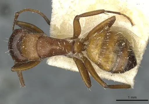 Camponotus robecchii specimen CASENT0911860 image casent0911860_1