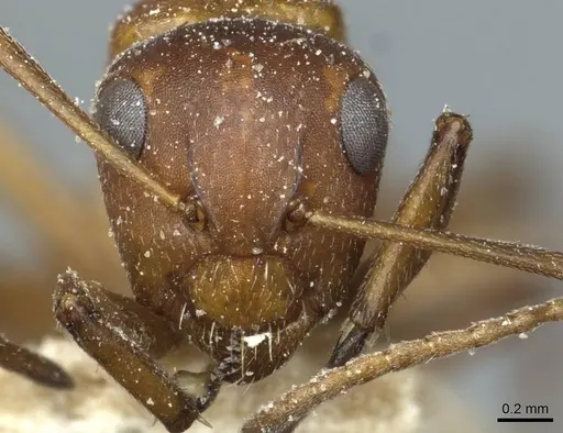 Camponotus robecchii specimen CASENT0911860 image casent0911860_2