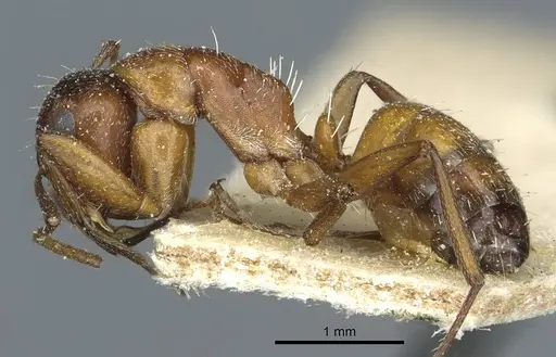 Camponotus robecchii specimen CASENT0911860 image casent0911860_3