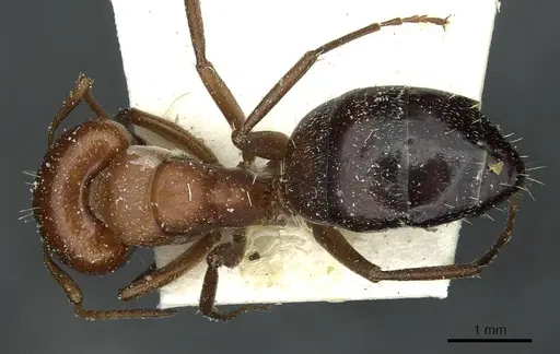 Camponotus robecchii specimen CASENT0911861 image casent0911861_1