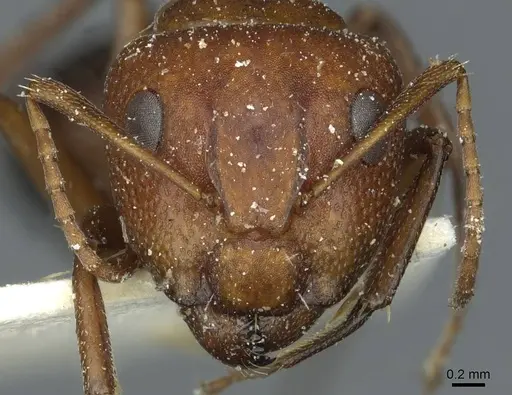 Camponotus robecchii specimen CASENT0911861 image casent0911861_2