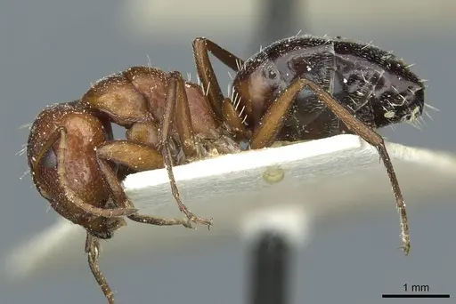 Camponotus robecchii specimen CASENT0911861 image casent0911861_3