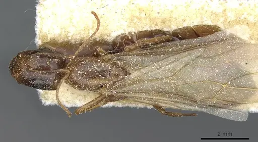 Camponotus robertae specimen CASENT0911879 image casent0911879_1