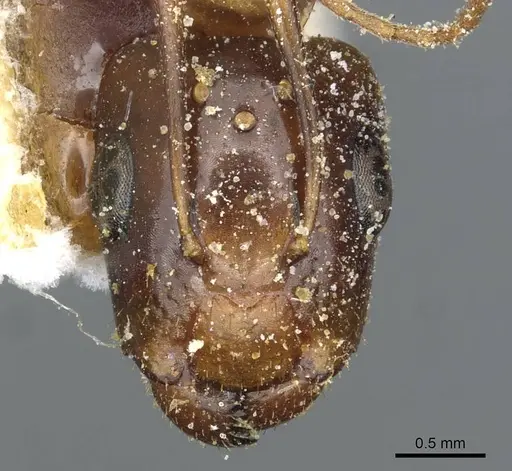 Camponotus robertae specimen CASENT0911879 image casent0911879_2