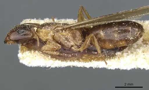 Camponotus robertae specimen CASENT0911879 image casent0911879_3