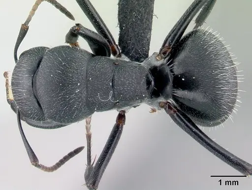 Camponotus robustus specimen CASENT0066723 image casent0066723_1
