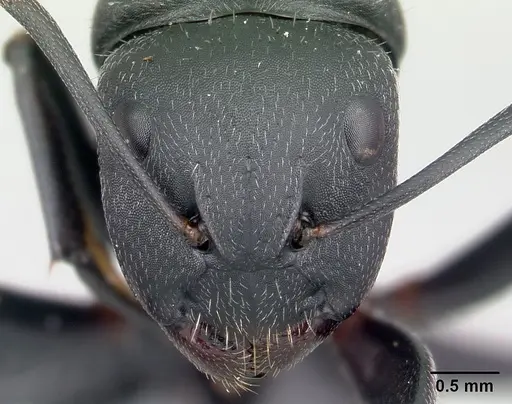 Camponotus robustus specimen CASENT0066723 image casent0066723_2