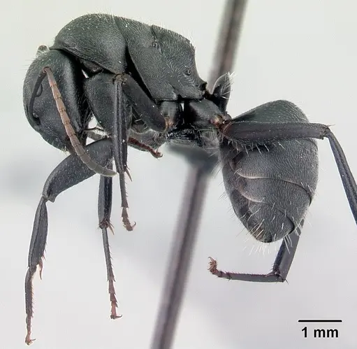 Camponotus robustus specimen CASENT0066723 image casent0066723_3
